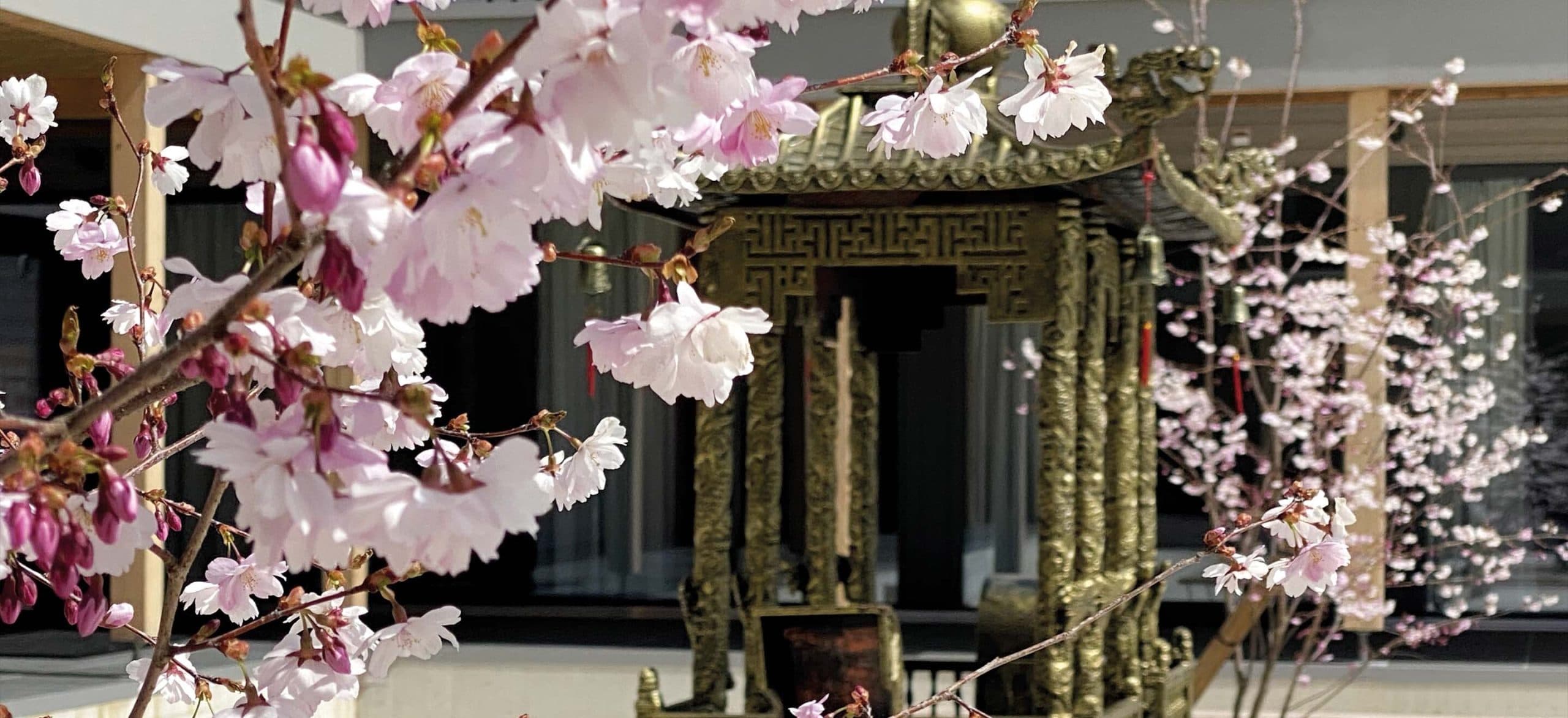 Découvrir le Tao à Ming Shan